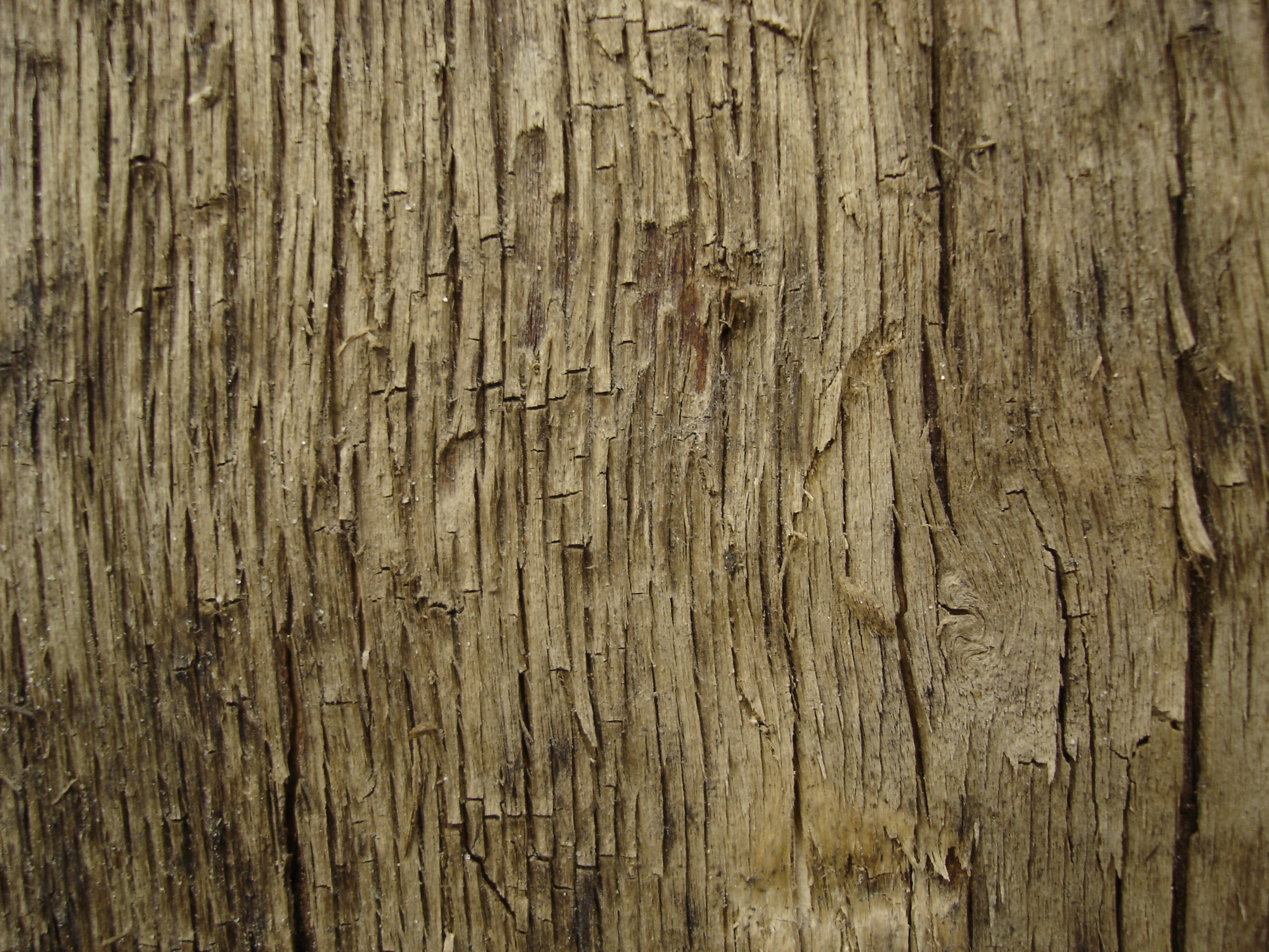 Tree_texture___11_by_LunaNYXstock.jpg